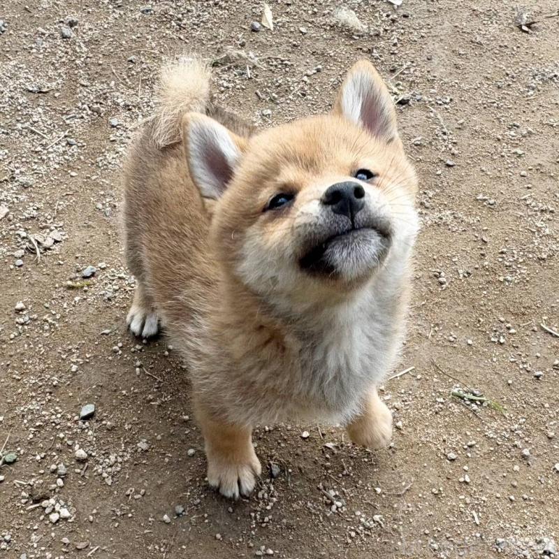 販売中の茨城県のミックス犬-436895の14枚目