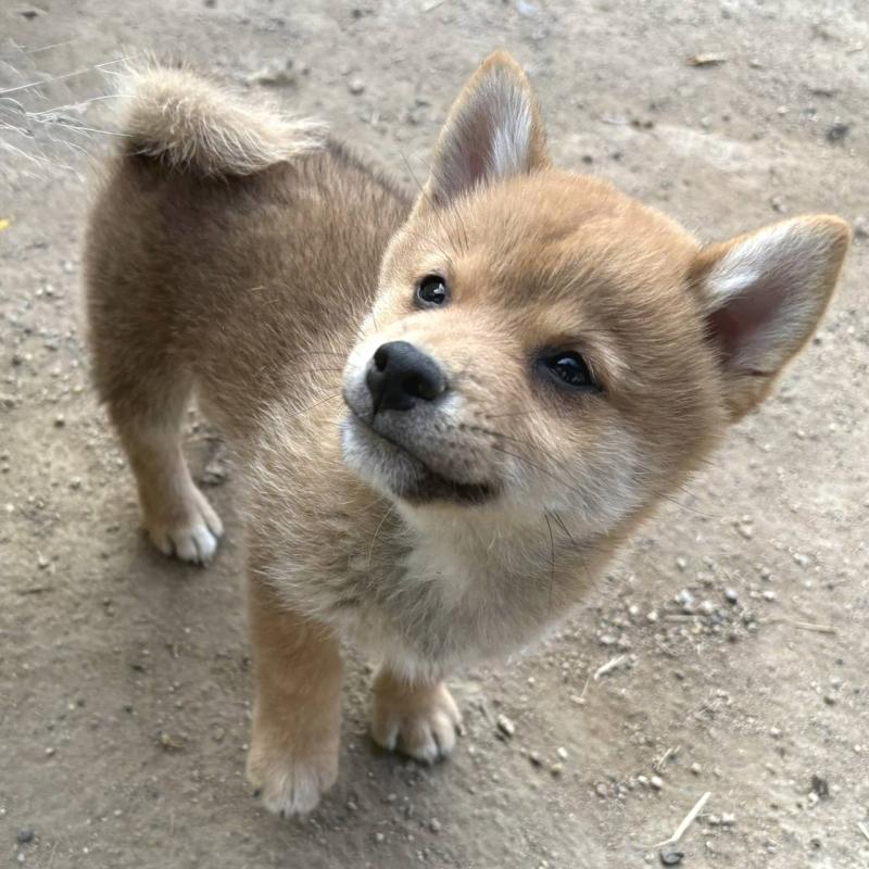 販売中の茨城県のミックス犬-436895の13枚目