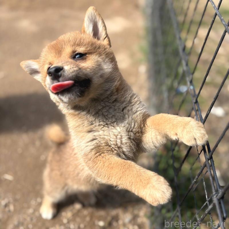 販売中の茨城県のミックス犬-436895の12枚目