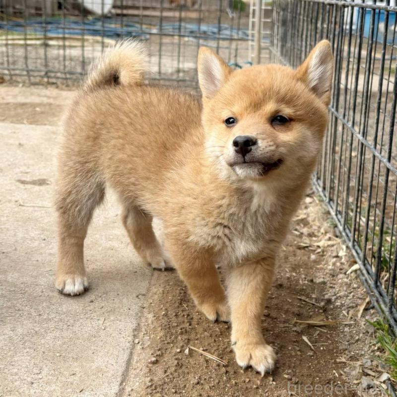 販売中の茨城県のミックス犬-436895の11枚目