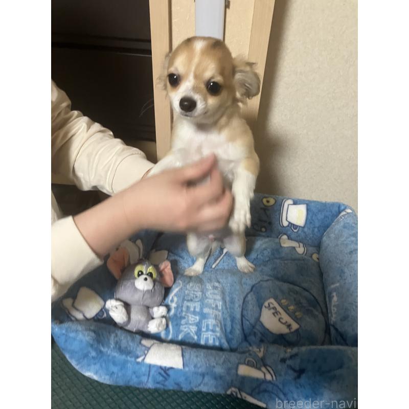 販売中の千葉県のチワワ(ロングコート)-438421の15枚目