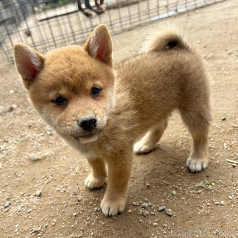 販売中の茨城県のミックス犬-436895の10枚目