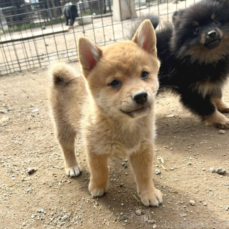 販売中の茨城県のミックス犬-436895の9枚目