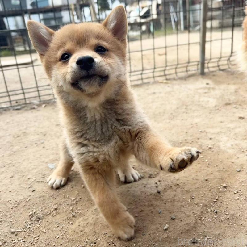 販売中の茨城県のミックス犬-436895の8枚目