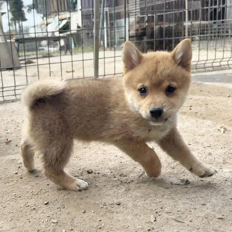 販売中の茨城県のミックス犬-436895の6枚目