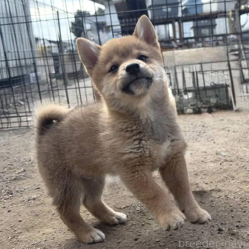 販売中の茨城県のミックス犬-436895の5枚目