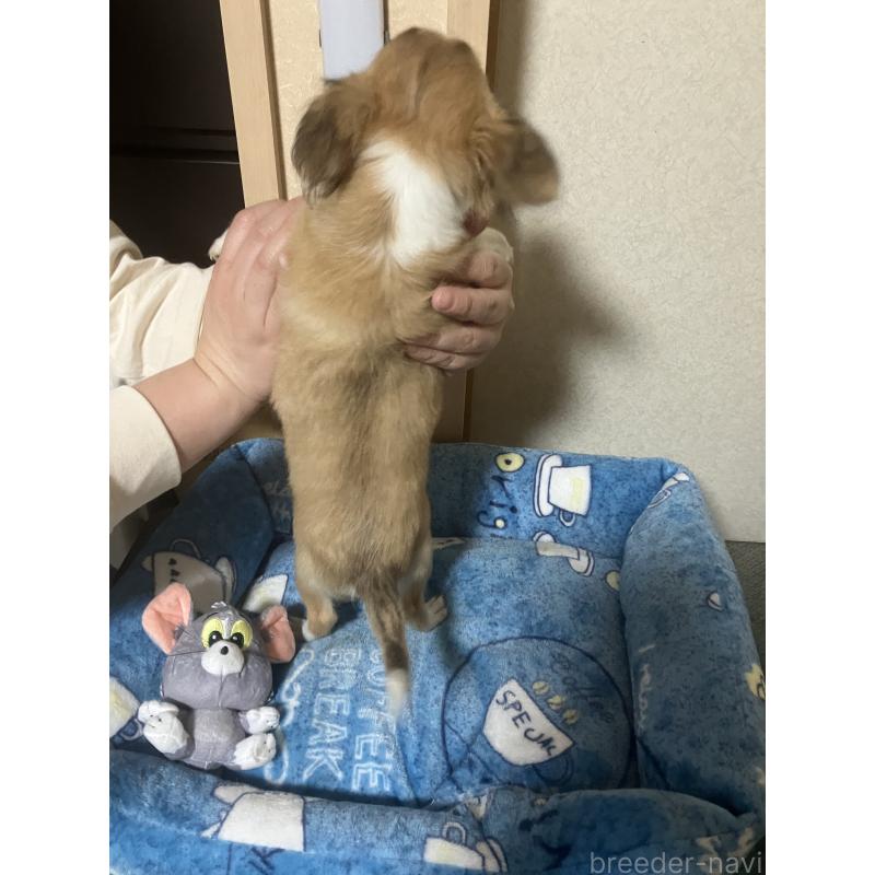 販売中の千葉県のチワワ(ロングコート)-438421の12枚目