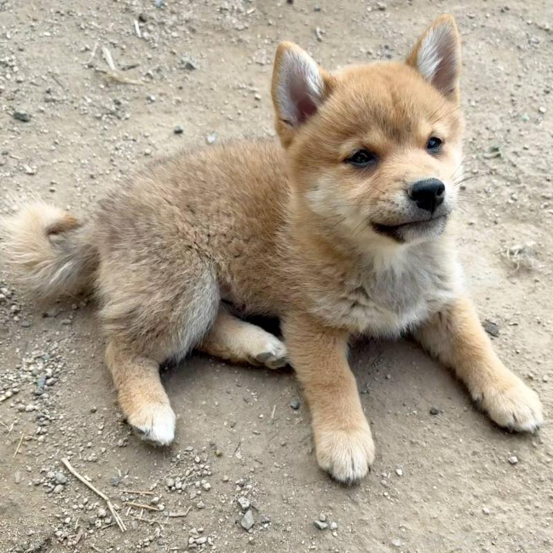 販売中の茨城県のミックス犬-436895の4枚目