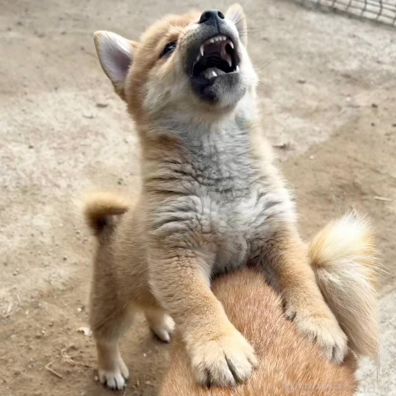 販売中の茨城県のミックス犬-436895の3枚目