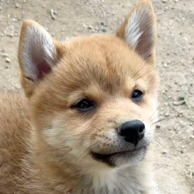 販売中の茨城県のミックス犬-436895の1枚目