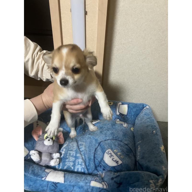 販売中の千葉県のチワワ(ロングコート)-438421の10枚目