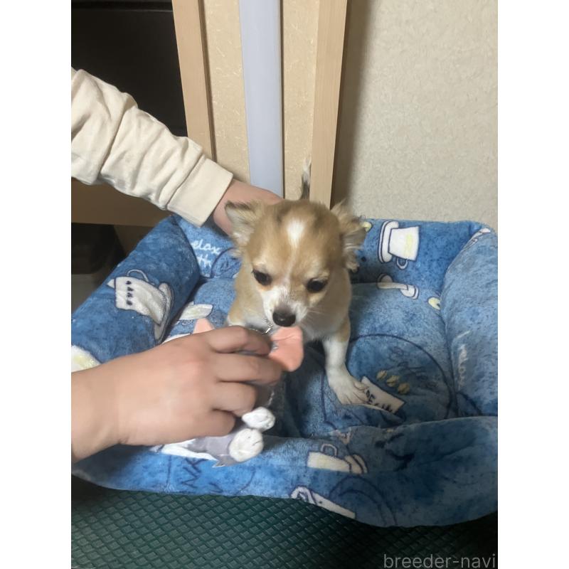 販売中の千葉県のチワワ(ロングコート)-438421の9枚目