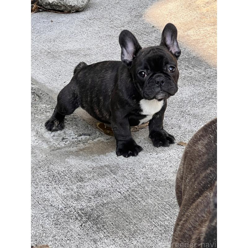 販売中の鹿児島県のフレンチブルドッグ-438836の7枚目