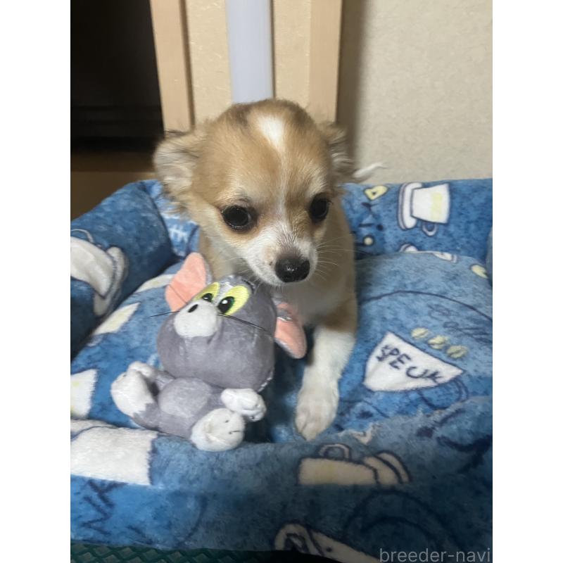 販売中の千葉県のチワワ(ロングコート)-438421の8枚目