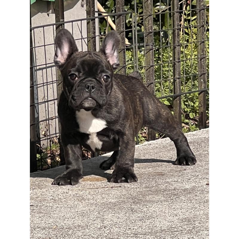 販売中の鹿児島県のフレンチブルドッグ-438836の5枚目