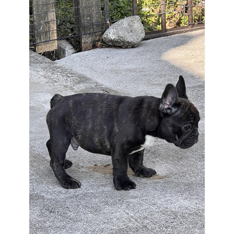 販売中の鹿児島県のフレンチブルドッグ-438836の4枚目