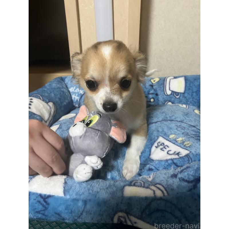 販売中の千葉県のチワワ(ロングコート)-438421の7枚目