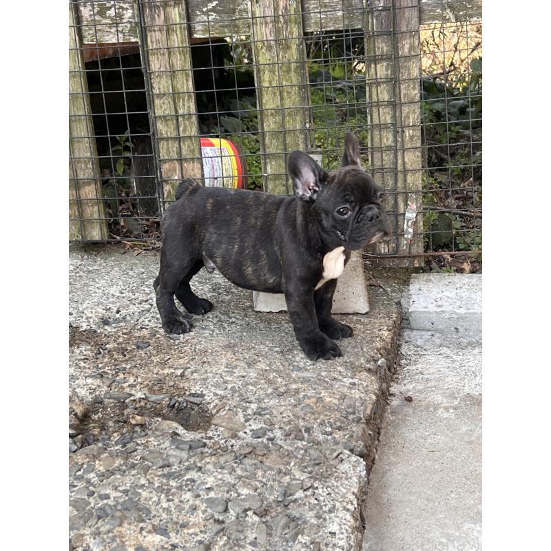 販売中の鹿児島県のフレンチブルドッグ-438836の2枚目