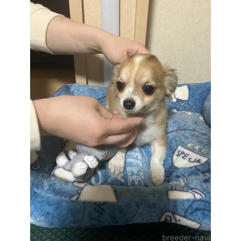 販売中の千葉県のチワワ(ロングコート)-438421の6枚目