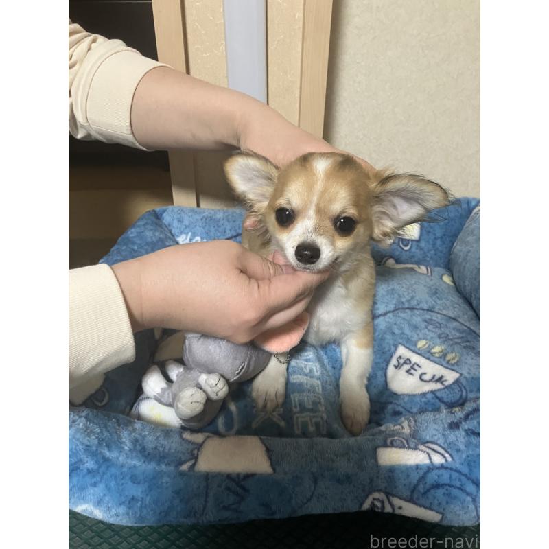 販売中の千葉県のチワワ(ロングコート)-438421の5枚目