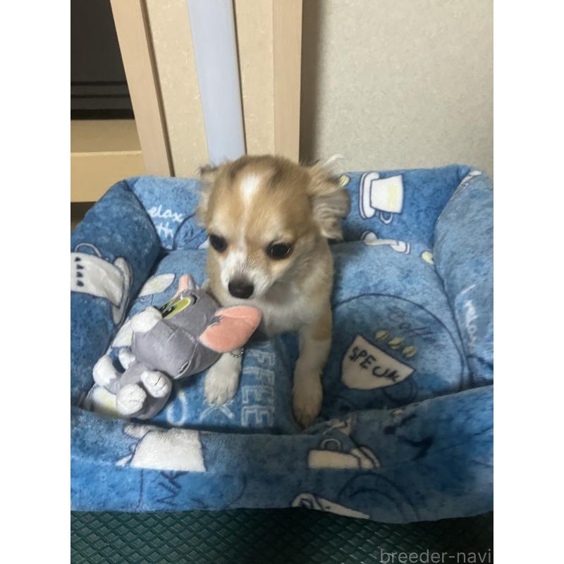 販売中の千葉県のチワワ(ロングコート)-438421の3枚目