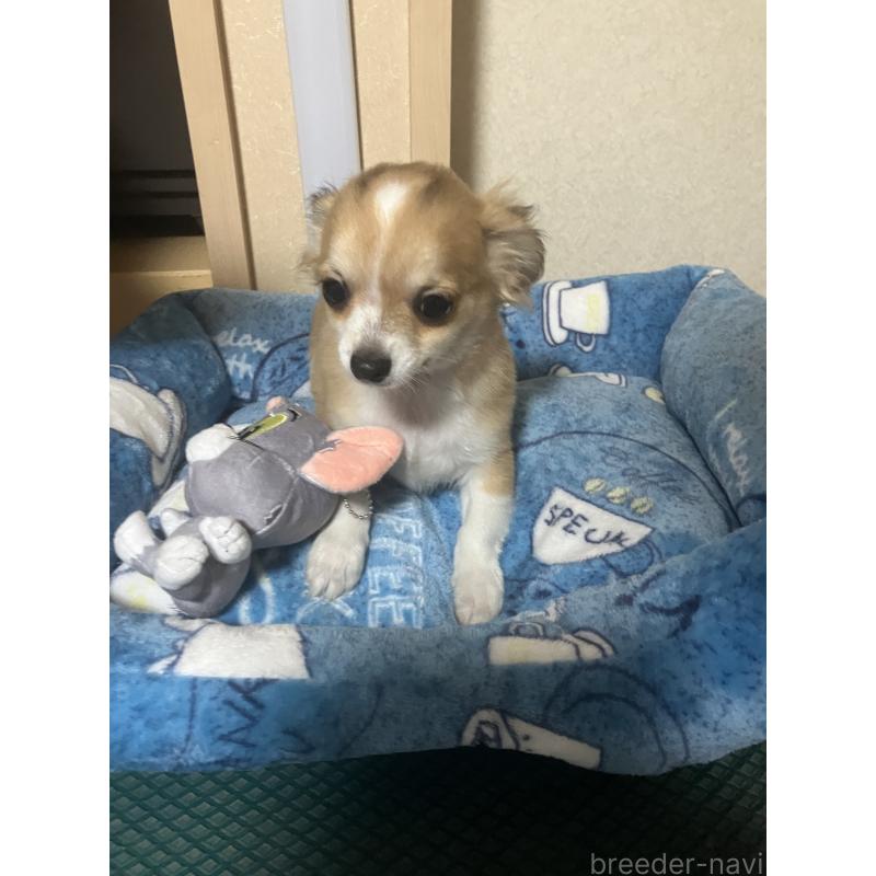 販売中の千葉県のチワワ(ロングコート)-438421の2枚目