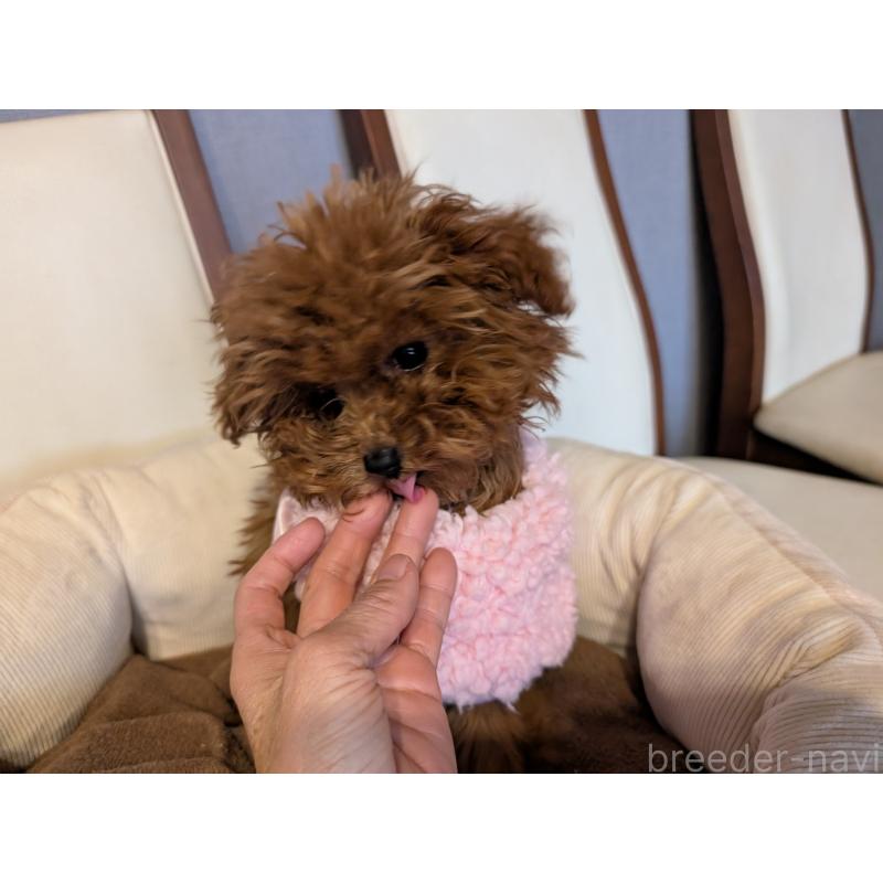 販売中の東京都のティーカッププードル-447453の4枚目