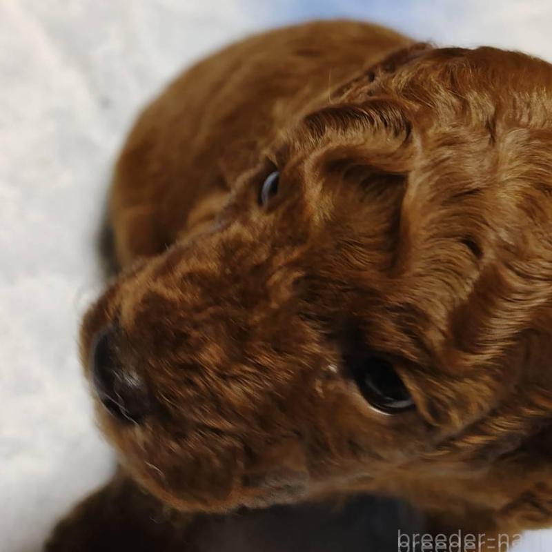 販売中の徳島県のトイプードル-445872