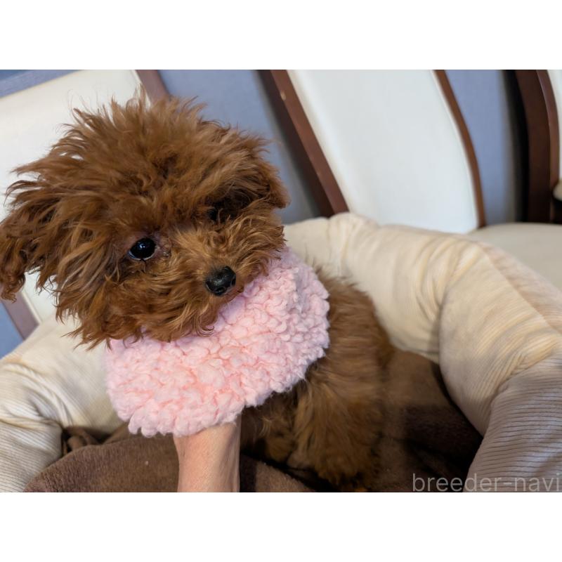 販売中の東京都のティーカッププードル-447453の2枚目