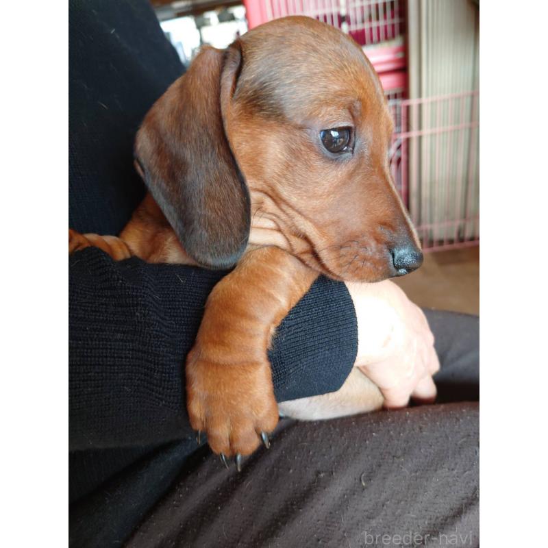 販売中の長野県のミニチュアダックスフンド(スムースヘアード)-447452の3枚目