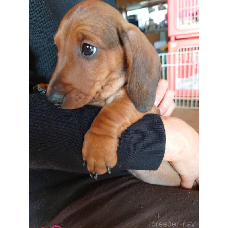 販売中の長野県のミニチュアダックスフンド(スムースヘアード)-447452の2枚目