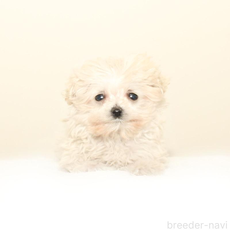 販売中の熊本県のマルプー:マルチーズ×トイプードル-447454の1枚目