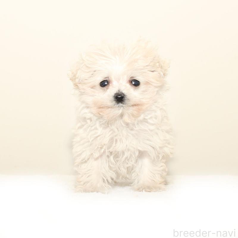 販売中の熊本県のマルプー:マルチーズ×トイプードル-447454の3枚目