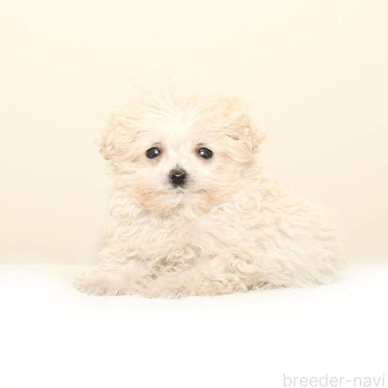 販売中の熊本県のマルプー:マルチーズ×トイプードル-447454の2枚目