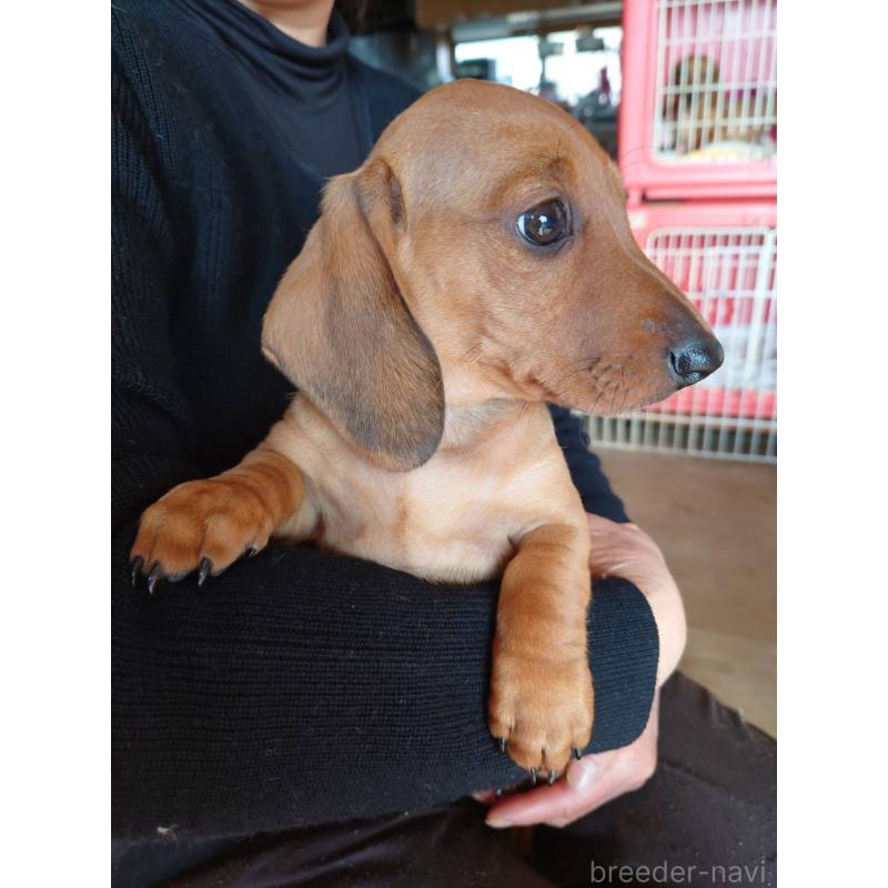 販売中の長野県のミニチュアダックスフンド(スムースヘアード)-447455の5枚目
