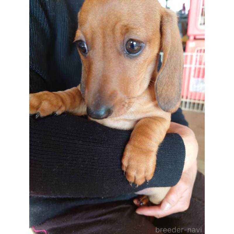 販売中の長野県のミニチュアダックスフンド(スムースヘアード)-447455の4枚目