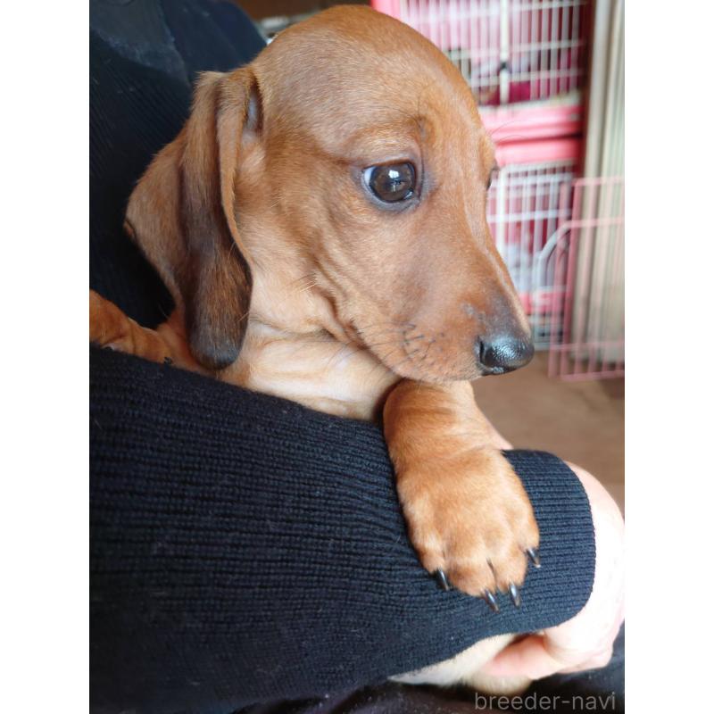 販売中の長野県のミニチュアダックスフンド(スムースヘアード)-447455の3枚目