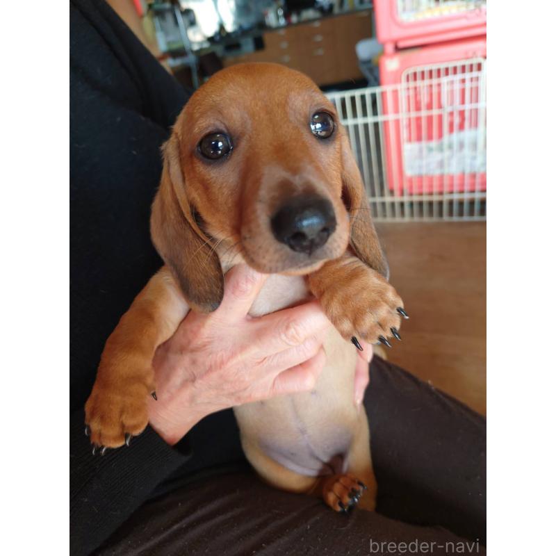 販売中の長野県のミニチュアダックスフンド(スムースヘアード)-447455の2枚目
