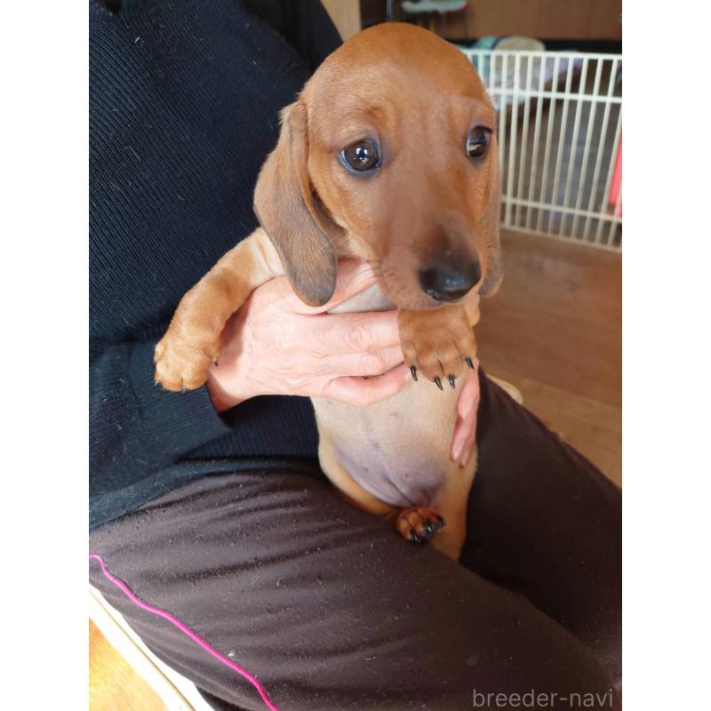 販売中の長野県のミニチュアダックスフンド(スムースヘアード)-447455