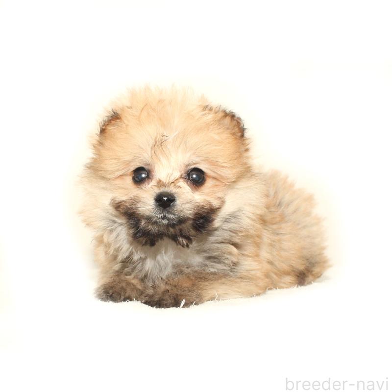 販売中の熊本県のポメプー:ポメラニアン×トイプードル-447456の3枚目