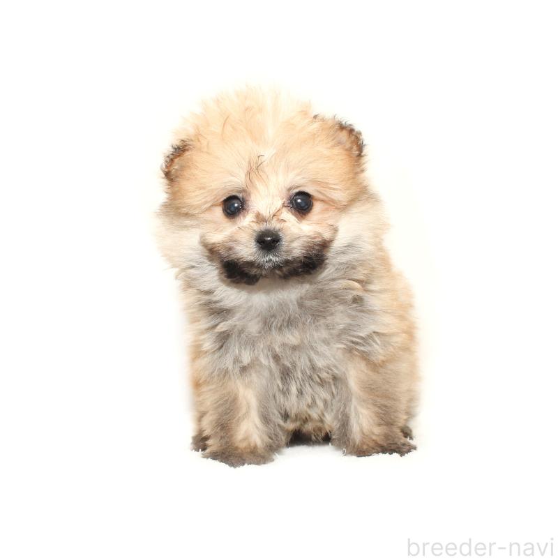 販売中の熊本県のポメプー:ポメラニアン×トイプードル-447456の2枚目