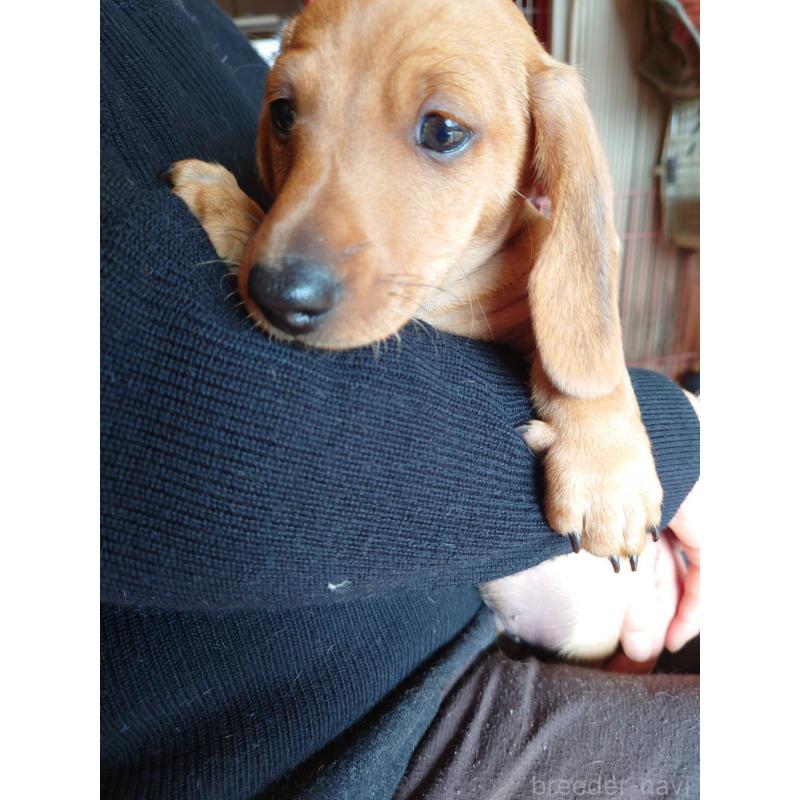 販売中の長野県のミニチュアダックスフンド(スムースヘアード)-447457の5枚目