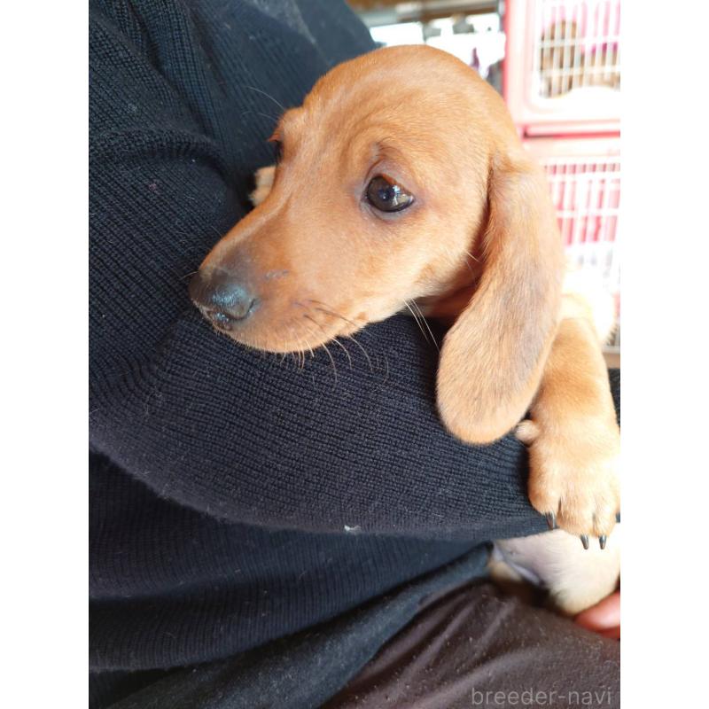 販売中の長野県のミニチュアダックスフンド(スムースヘアード)-447457の3枚目