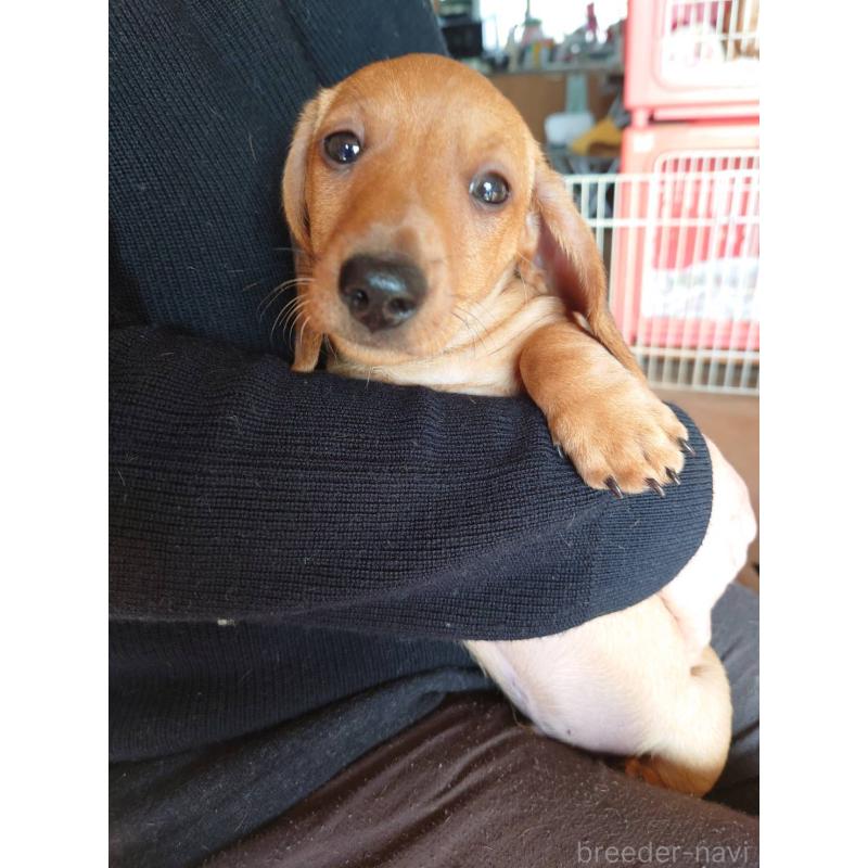 販売中の長野県のミニチュアダックスフンド(スムースヘアード)-447457の1枚目