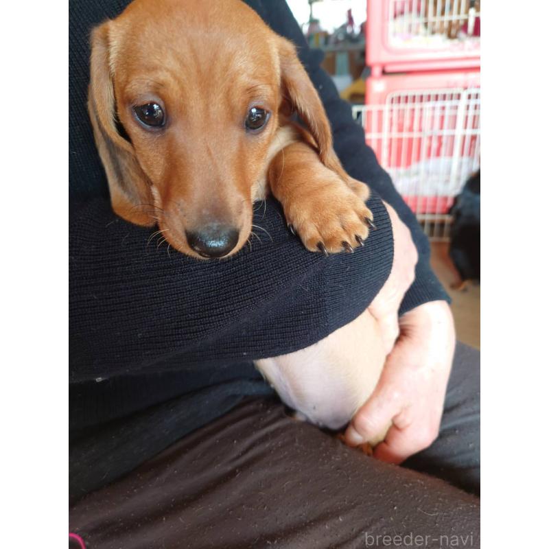 販売中の長野県のミニチュアダックスフンド(スムースヘアード)-447457の2枚目