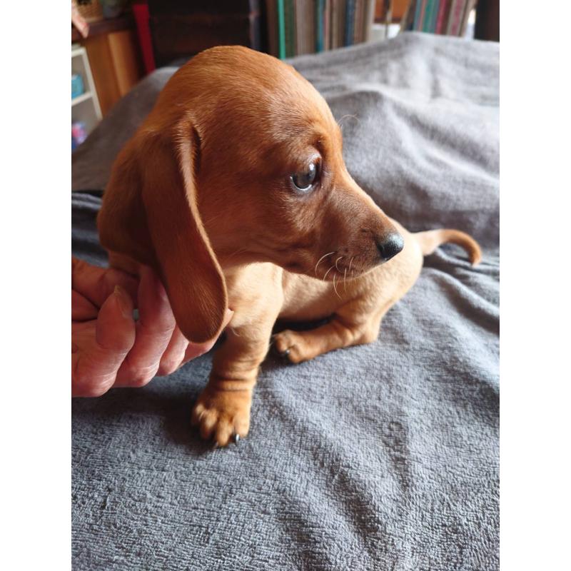 販売中の長野県のミニチュアダックスフンド(スムースヘアード)-447458の5枚目