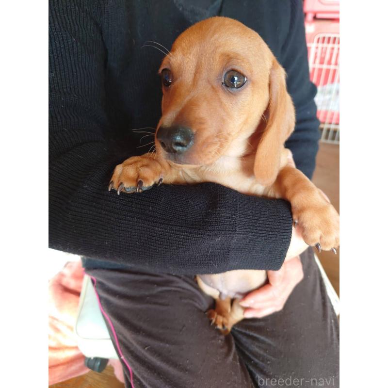 販売中の長野県のミニチュアダックスフンド(スムースヘアード)-447458の3枚目