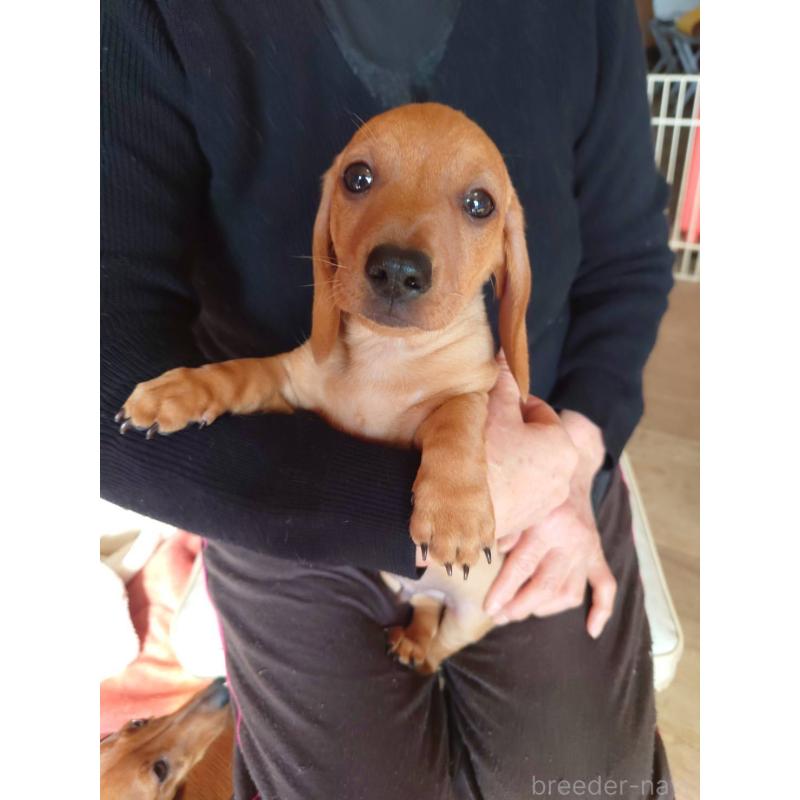 販売中の長野県のミニチュアダックスフンド(スムースヘアード)-447458