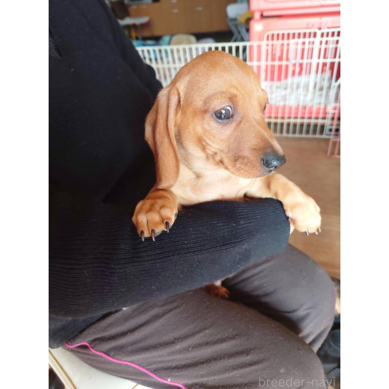 販売中の長野県のミニチュアダックスフンド(スムースヘアード)-447458の2枚目