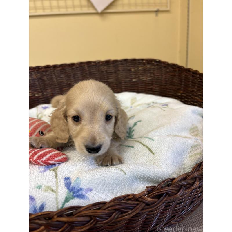 販売中の愛知県のミニチュアダックスフンド(ロングヘアード)-447459の8枚目